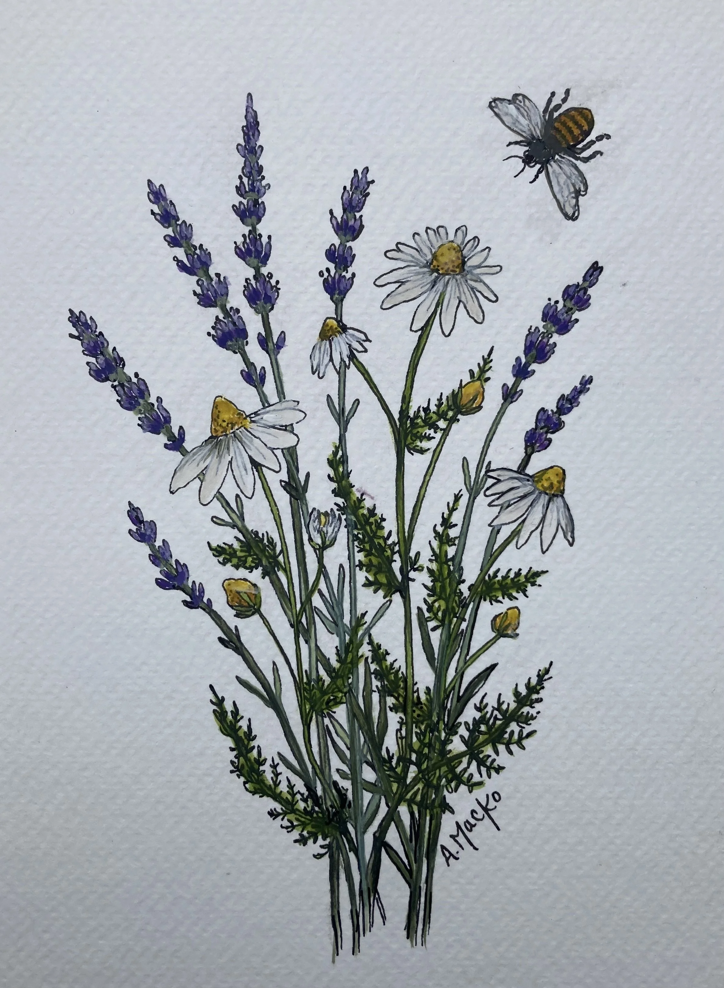 chamomilelavender m30 (1).jpeg