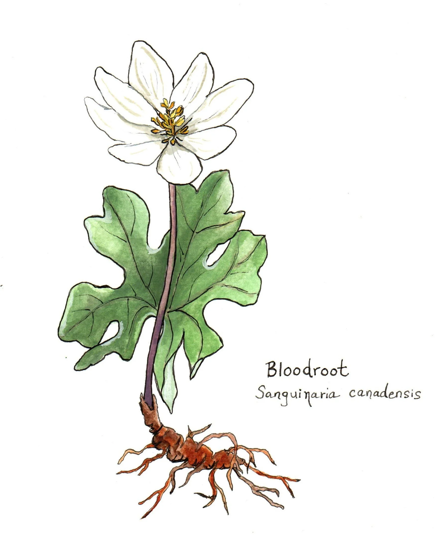 Bloodroot (1).jpg