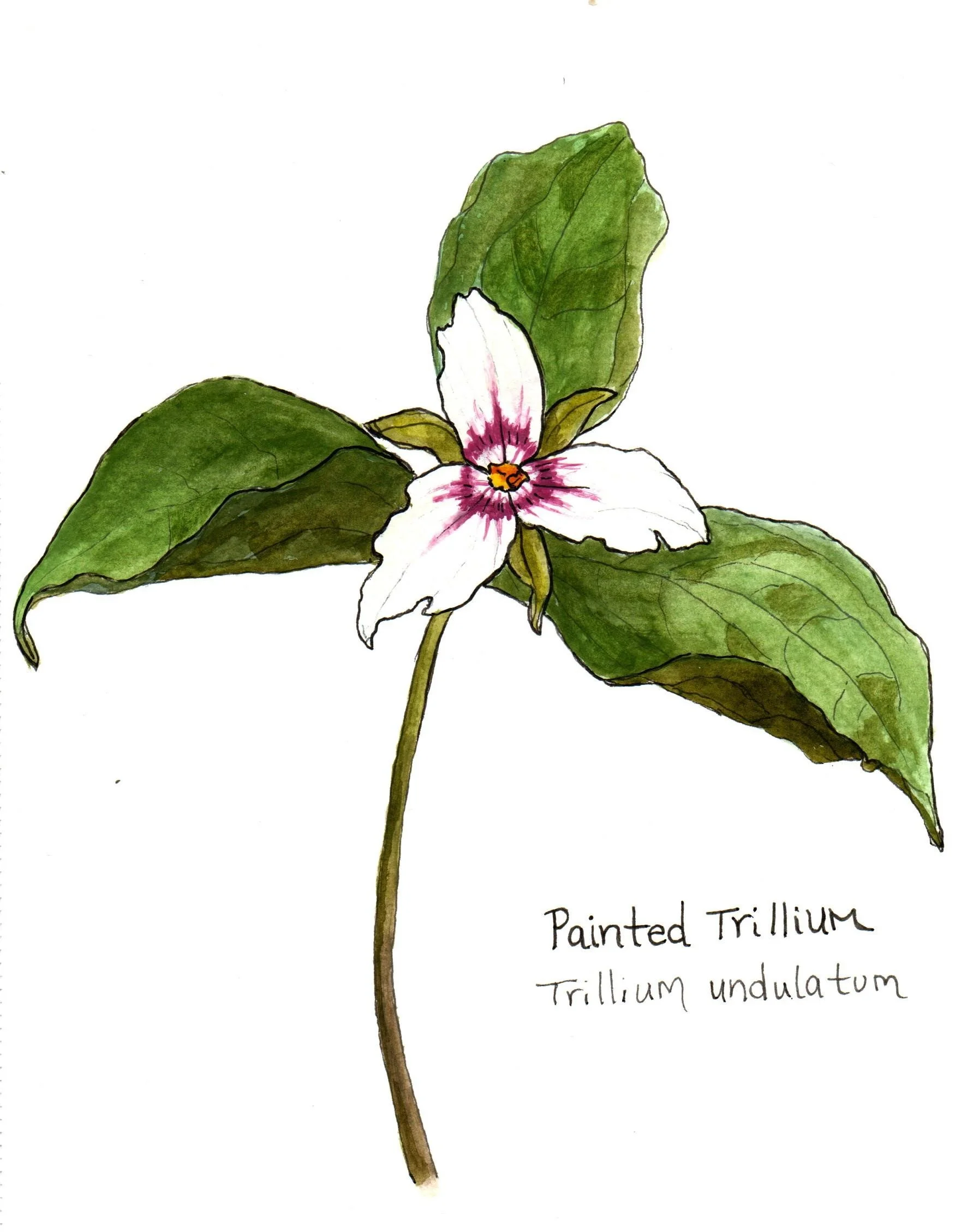 Painted Trillium.jpg