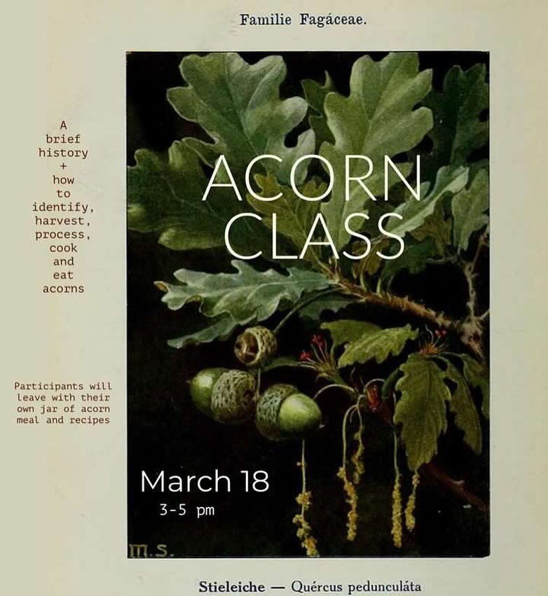 Winter Semester continues next Saturday with Rachel aka @giantdaughter doing an acorn intensive 🌳
$20, includes a serving of acorn meal to go home with! This will likely fill up fast, dm to reserve a spot 🪺