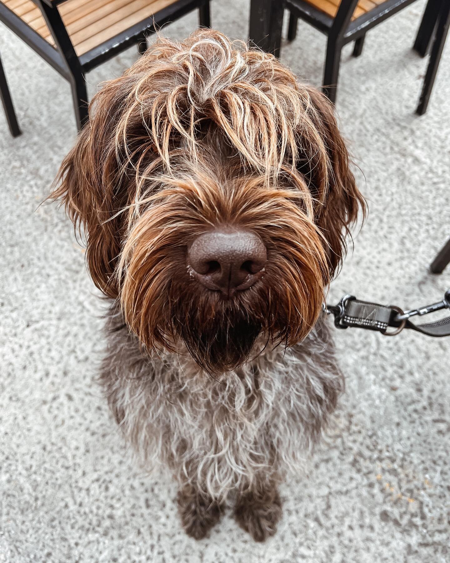 Sunday pupper; Dennis. Best hair &lsquo;do I think I&rsquo;ve seen yet, we love a statement fringe! 
&bull;
#dogsincafes #dogfuriendly #dogfriendlycafe #melkshamcafe #gooddog #lovedogs #dogsofinstagram #bakerycafe
