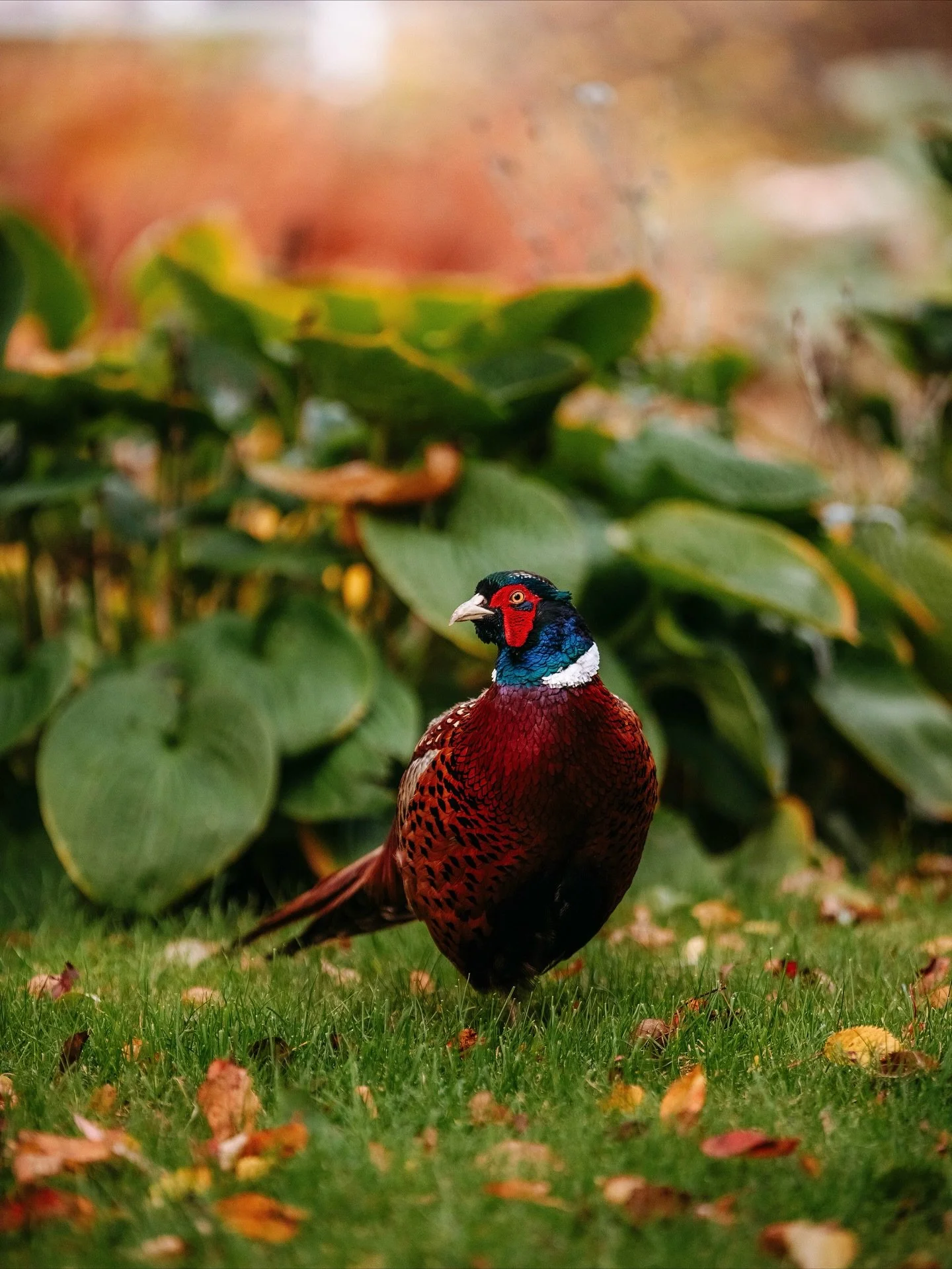 22. Var i @hagelbyparken idag för ett fotojobb och fick syn på denna ringfasan (fick absolut fråga chatGPT vad det var 😇). Räknas det här som att fota vilt? 💁🏼‍♀️ 
Här kommer info om ringfasan från chatgp