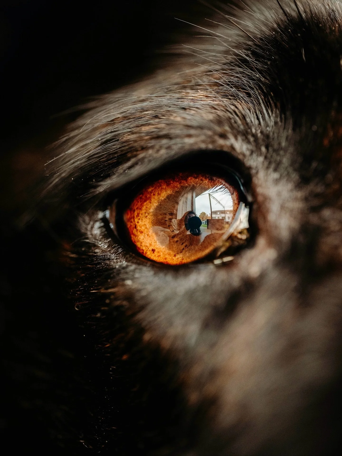 30. Fick hem mitt nya macroobjektiv igår och Melly fick bli första testet!! 🐕 
Mer än så hinner jag inte testa för snart är det dags för bröllop! In och följ med på det äventyret på @s