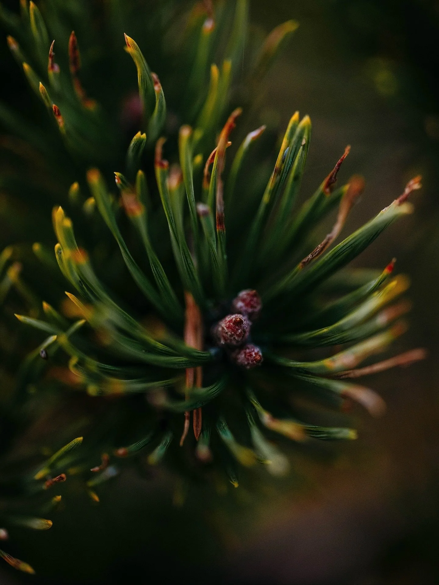32. Svep för MACRO! ➡️
Nu fick jag testa min macrolins påriktigt!! Spännande att komma nära 🥹 Vill fota en insekt eller nått levande nu!