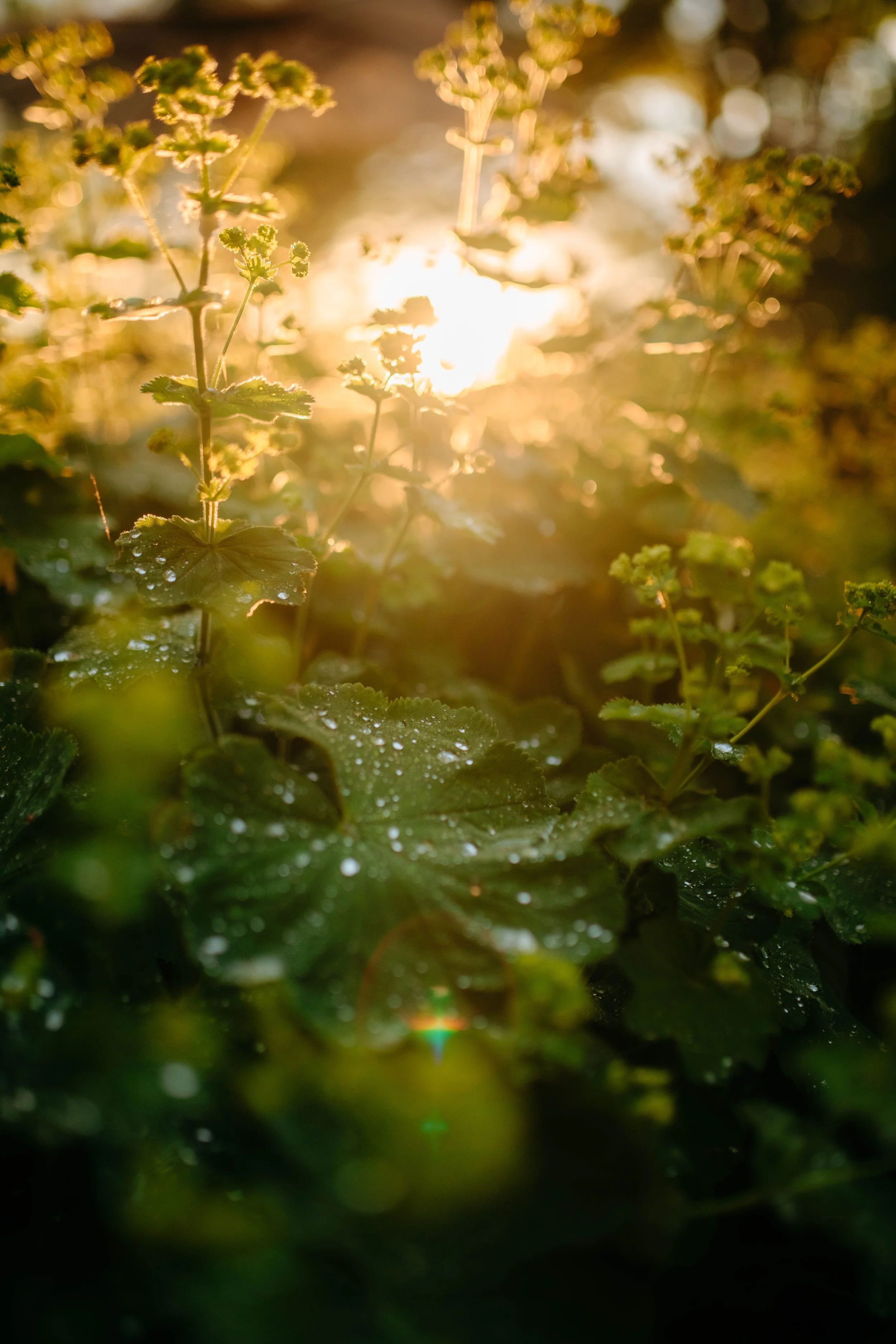 bröllopsfotografering tips 