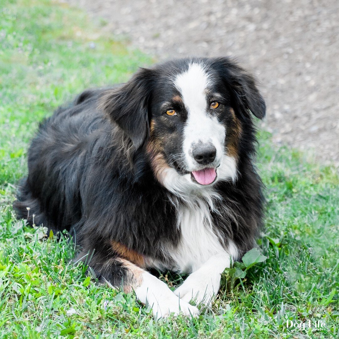 Winery dogs are The BEST! Here are Corky and Crush, from Cunningham Creek Vineyard in Palmyra, VA. Such fantastic models!
.
.
.
.
.
.
#aussie #aussiesofinstagram @cunninghamcreekwineryva #cunninghamcreekwinery #hanovervaphotographer #ashlandvaphotogr