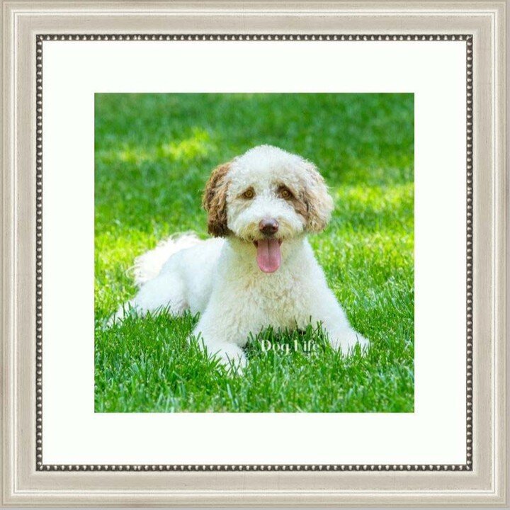 Pardon the photo quality; IG didn't like my upload format.
Two kids and a dog...sometimes it's hard to decide which photos to frame for your room. Here is one of my suggestions: Choose three photos to mat and frame with the same frame choice. See the