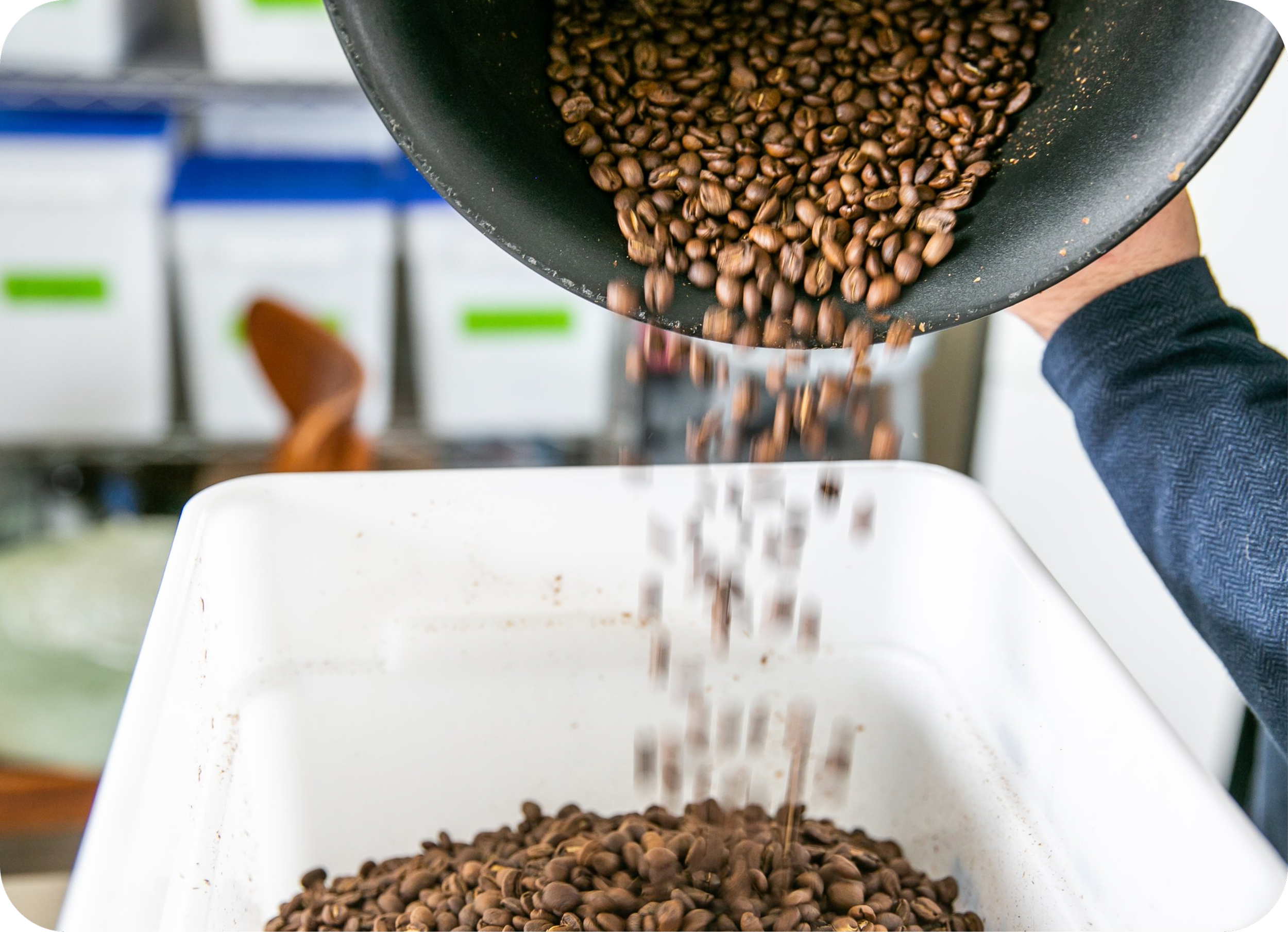 Roasted coffee beans being poured from a pan into a white container.