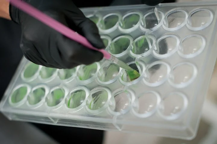 A person wearing black gloves using a pink pipette to transfer a green liquid into a clear plastic tray with multiple small round wells.