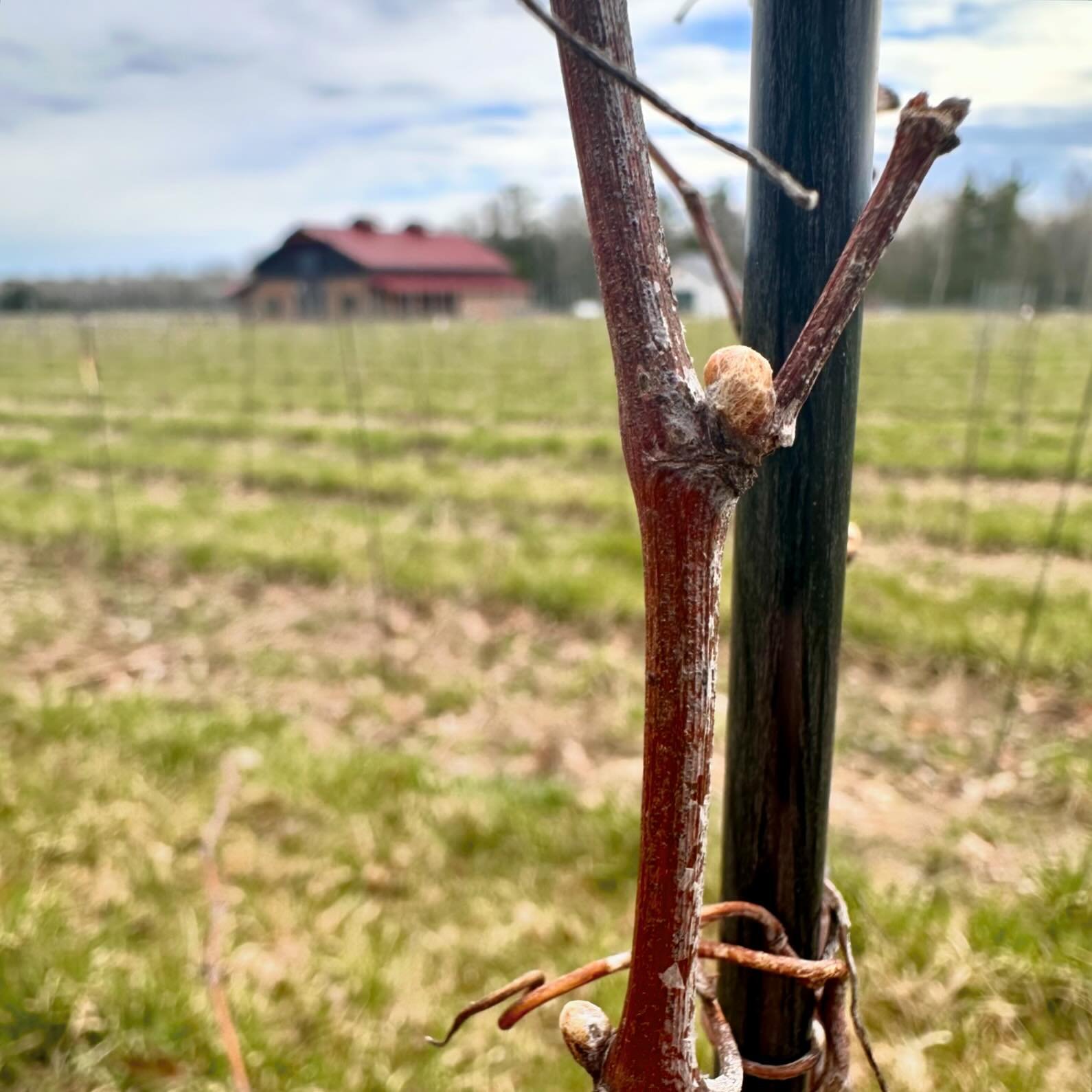 Ah, signs of spring 🌱 So, what&rsquo;s happening in the vineyard? Glad you asked!

VINEYARD UPDATE Some of our earliest varieties like the La Crescent pictured here are really enjoying this beautiful spring weather. Buds are swelling and the beginni