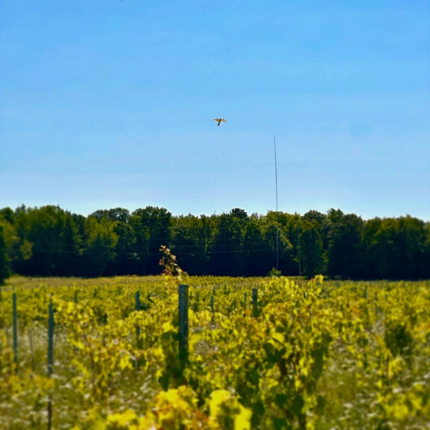September has arrived and so have our resident falcons, Freddy and Francine! 

🦅 While not raptors in the living and breathing sense, these fright kites do give the illusion of birds of prey circling above the vineyard. As the grapes continue to rip