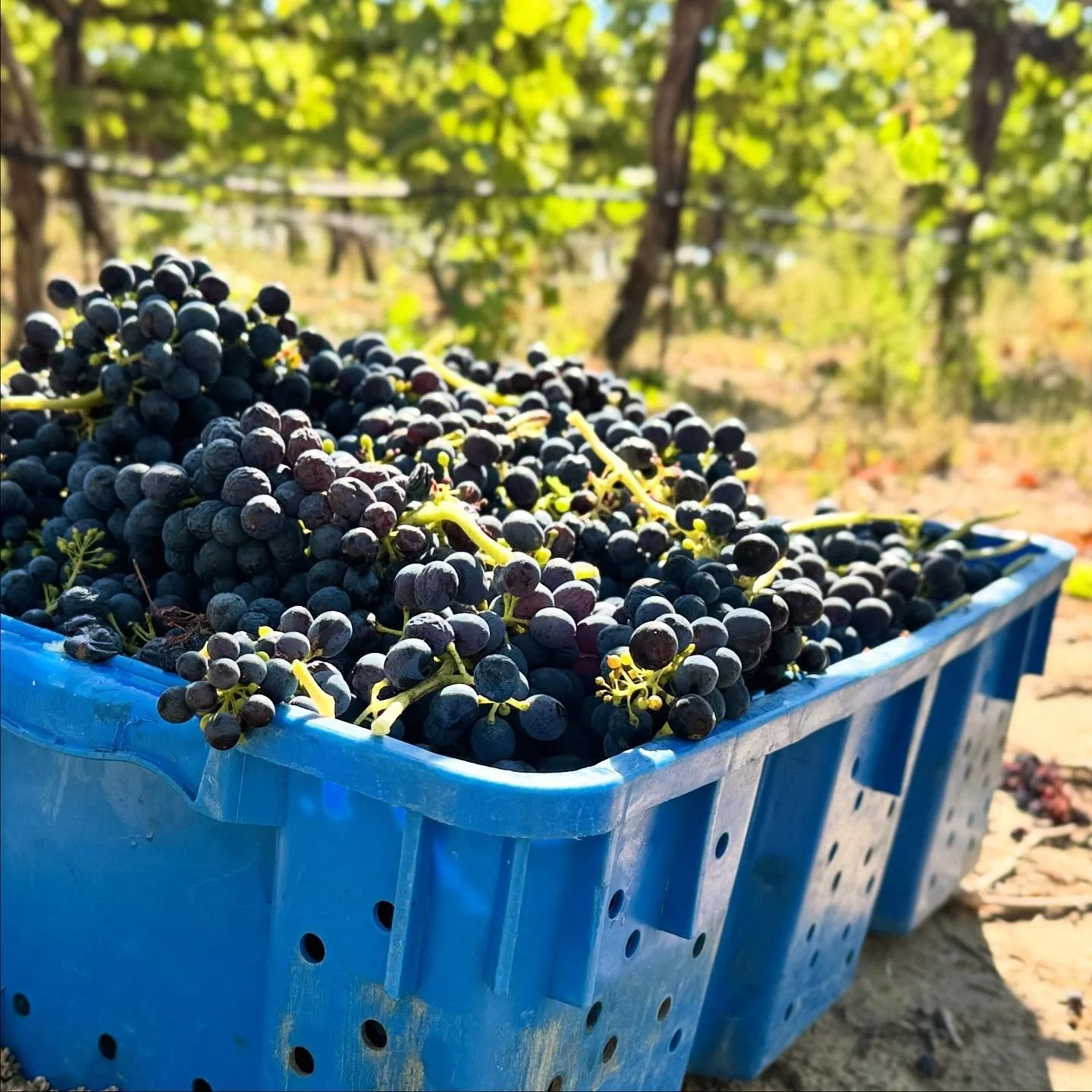 Harvest 2025 is ON! 🍇 Washington-grown Merlot and Syrah from @coyotecanyonvineyard | Horse Heaven Hills AVA were the first of many varieties we&rsquo;ll see hit our production floor this season. 

#wawine #wisconsinwinery #doorcounty #washingtongrow