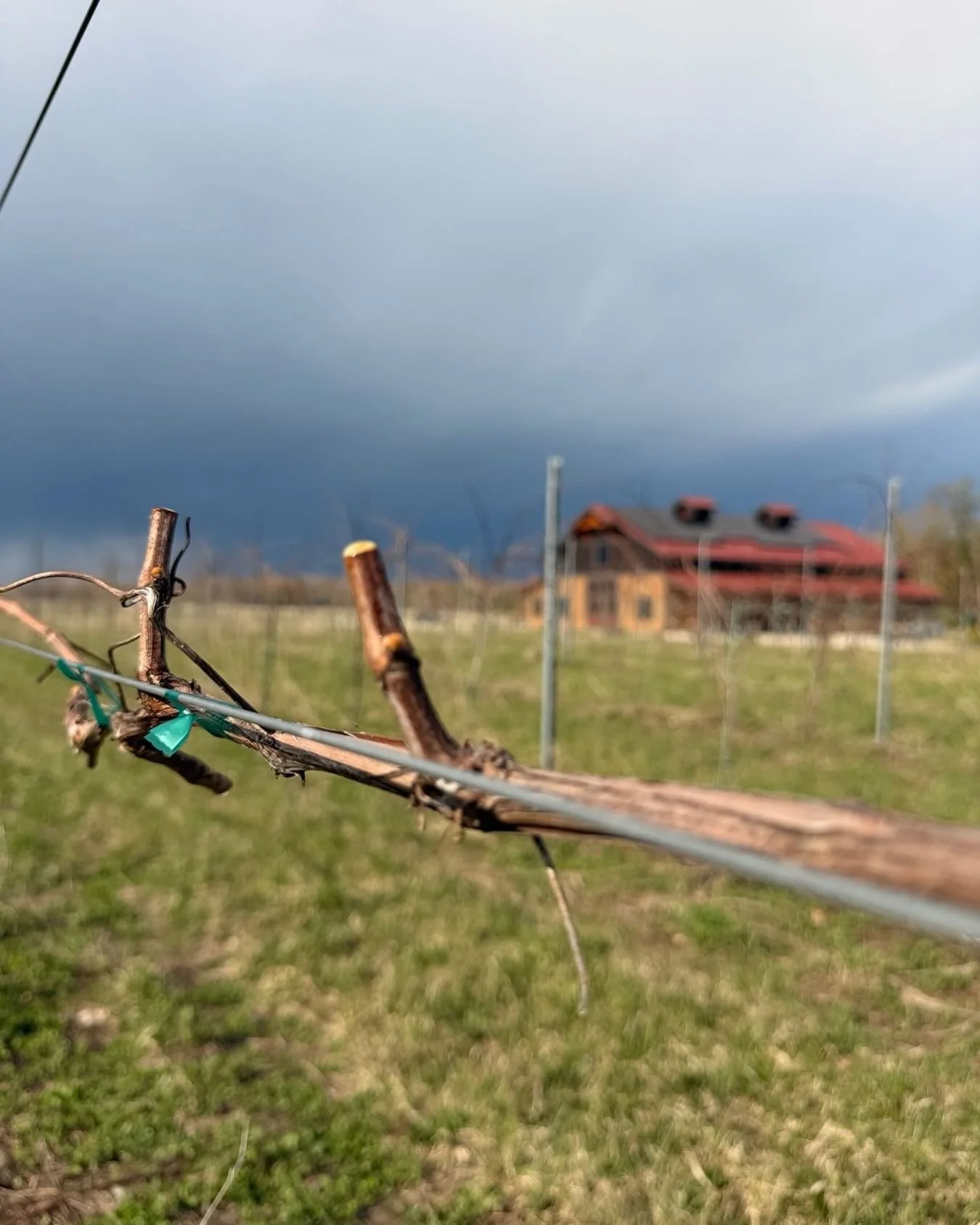 The spring season is in full force! Pruning vines, training trunks, and establishing our young vineyard for success 🍇

#wisconsinledgeava #wisconsinwine #wisconsingrapegrowers #doorcounty #cheers

@doorcountywinetrail @ledge_blanc