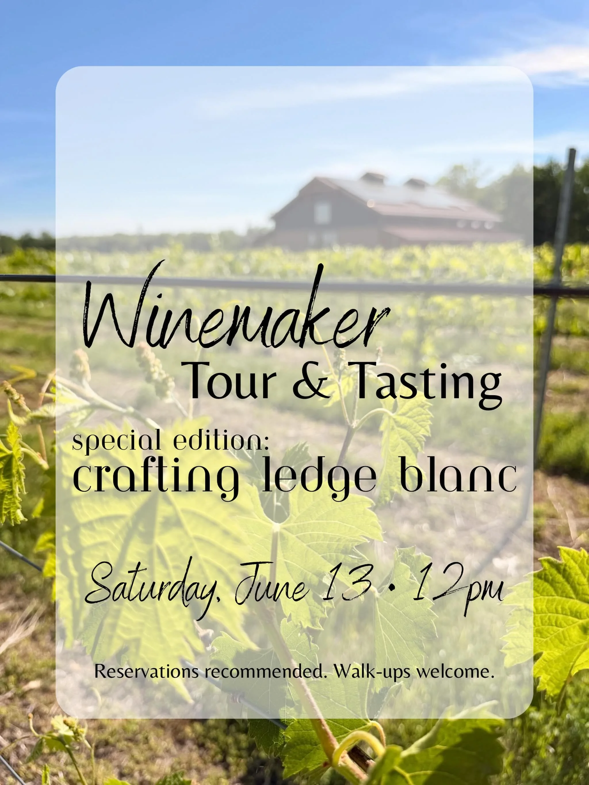 SPECIAL EDITION WINEMAKER TOUR &amp; TASTING: 
🍇 CRAFTING LEDGE BLANC
How do you craft a regional wine? What can a winemaker do to drive certain flavor profiles in a wine style? What makes Ledge Blanc Ledge Blanc? Find out in this special tour and t