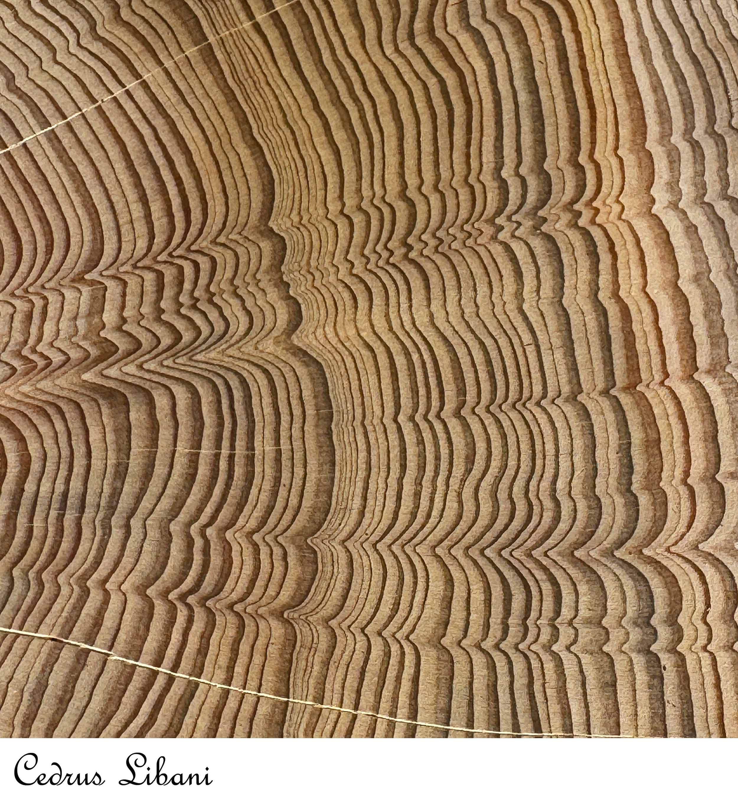 Cedrus Libani.png