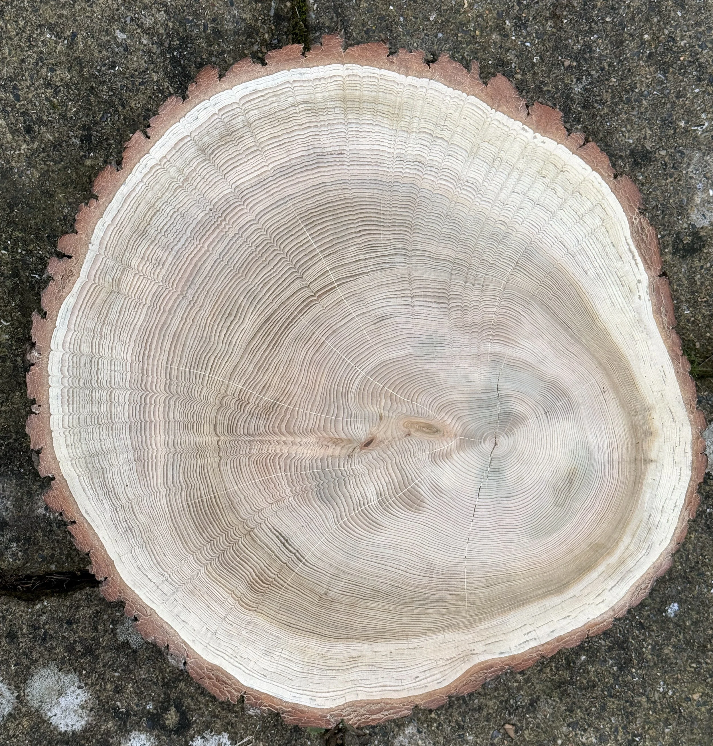 Cv Cedar of Lebanon block.jpg