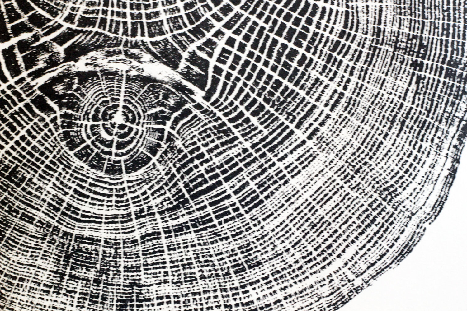 Indsigt sjælden indgang Feckenham Oak Original Tree Ring Art Print — Visibull Art and Design