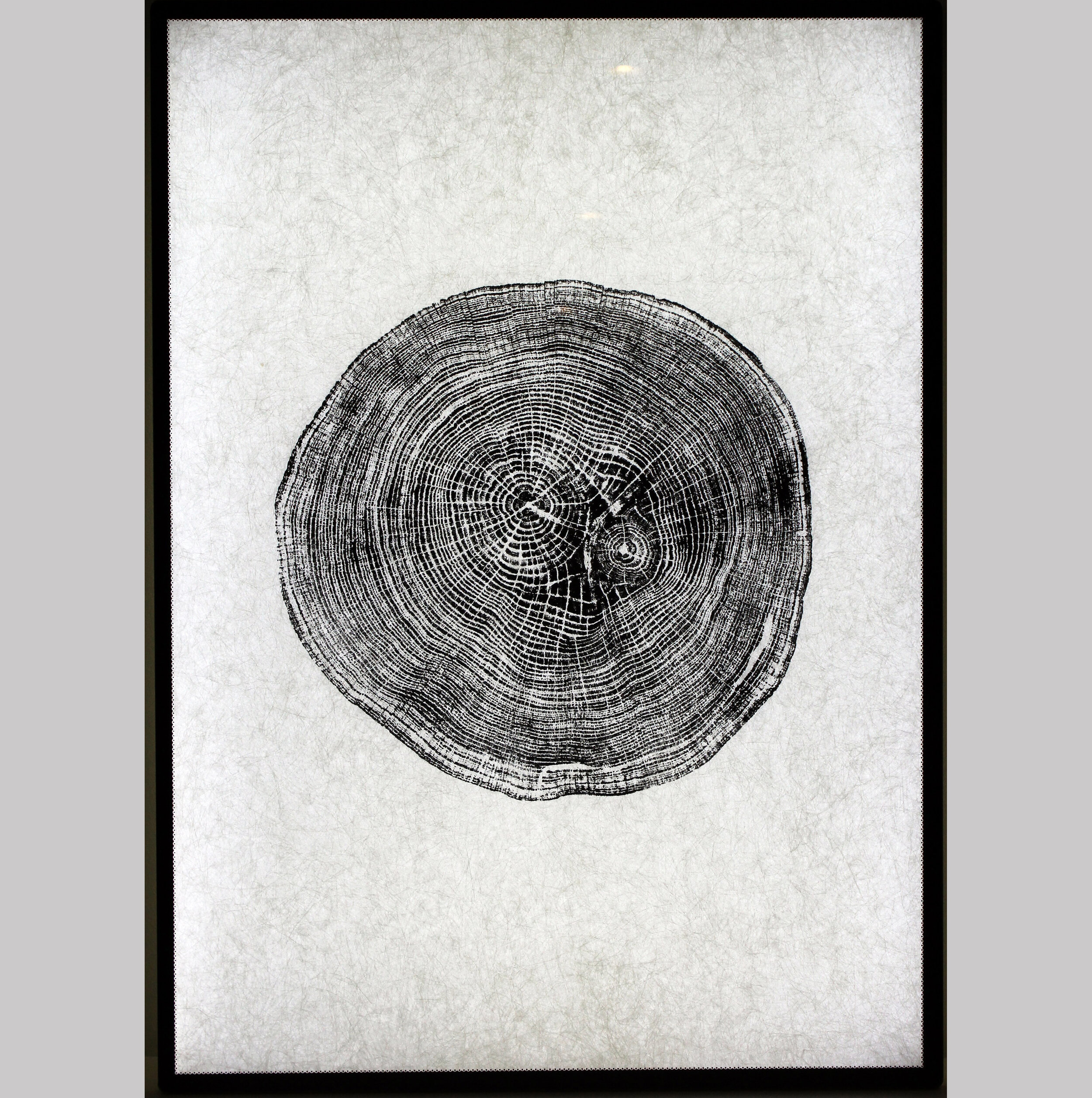 Visibull A2 light box tree ring print float1.jpg