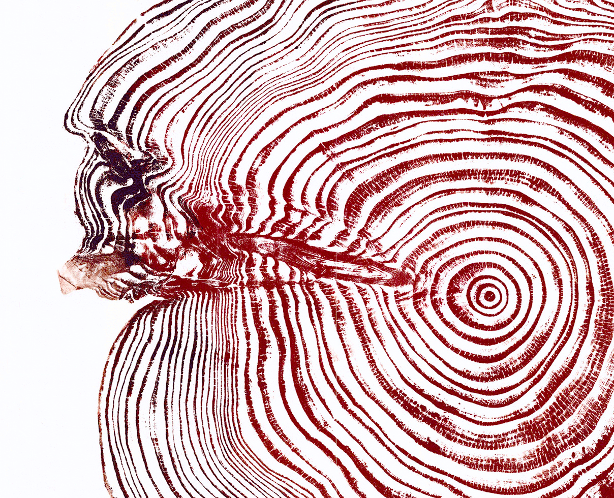 Wytham-Cedar-Autumnal-WEB-detail-22.gif