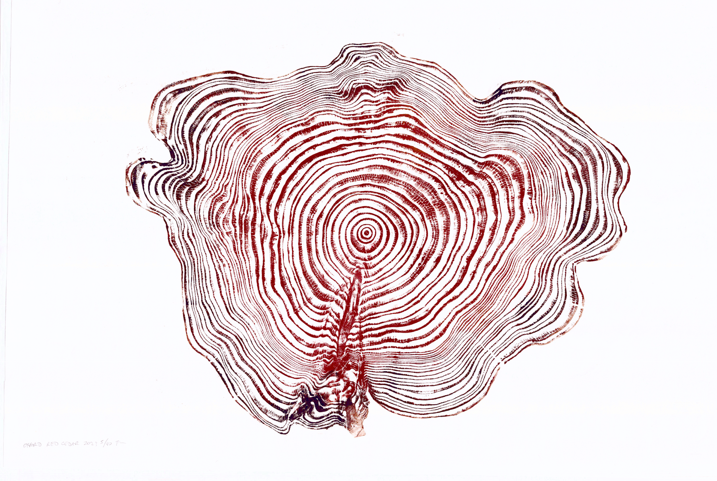Wytham-Cedar-Autumnal-WEB2.gif