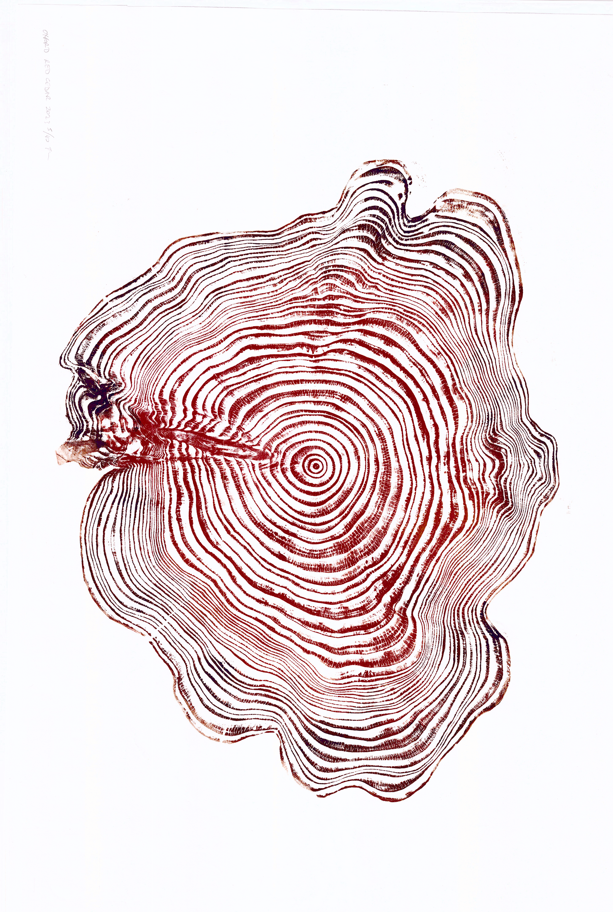 Wytham-Cedar-Autumnal-WEB-vert2.gif