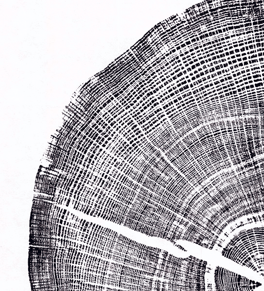 Wytham-Oak-black-WEB-detail-12.gif