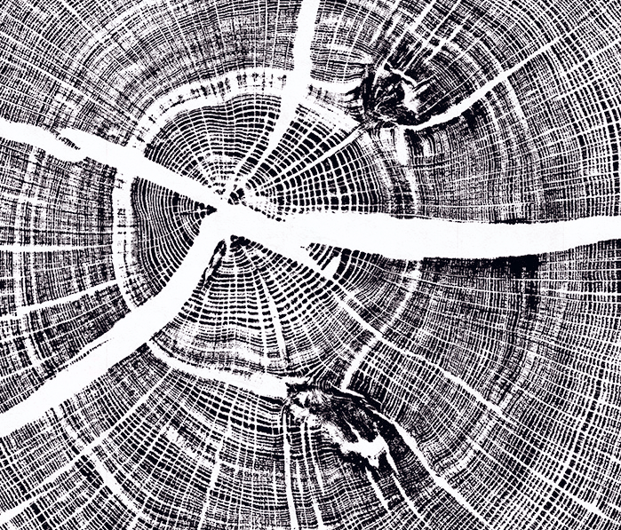 Wytham-Oak-black-WEB-detail-22.gif