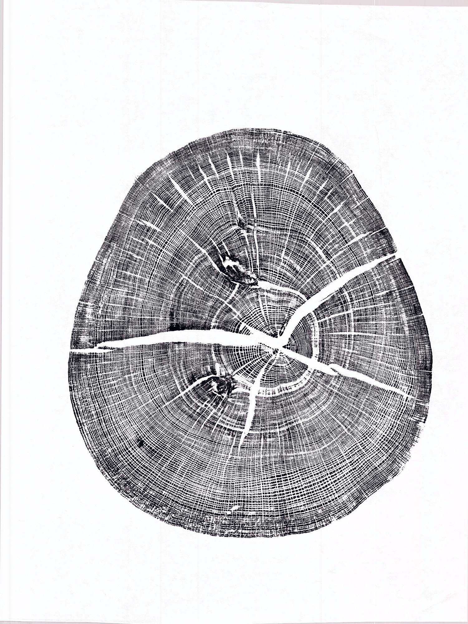 Wytham-Oak-black-WEB2.gif