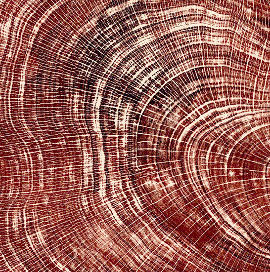 macro-autumnal-left-WEB-detail-22.gif