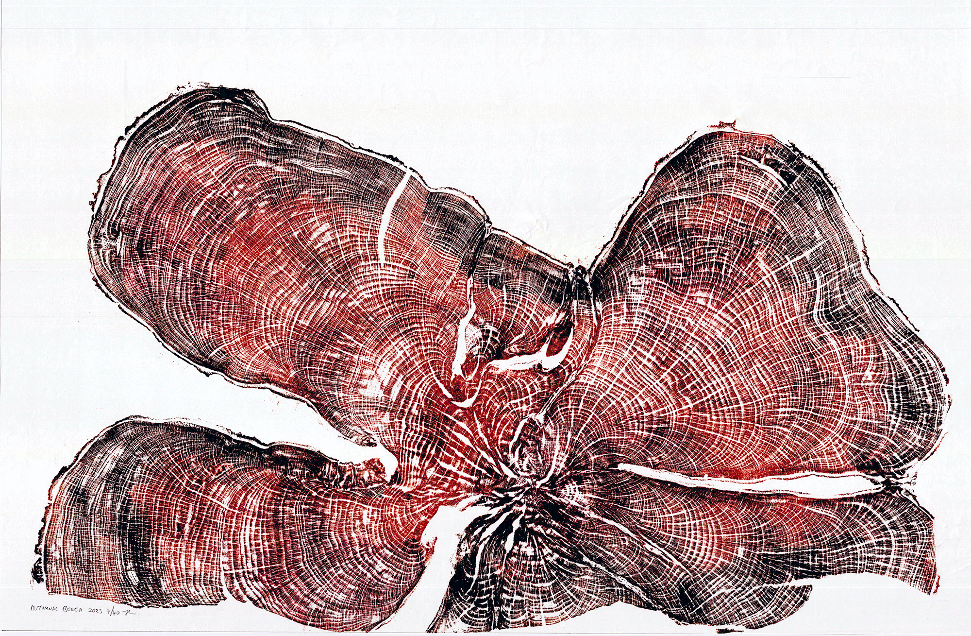 Hanubury-Beech-Autumnal-WEB2.gif