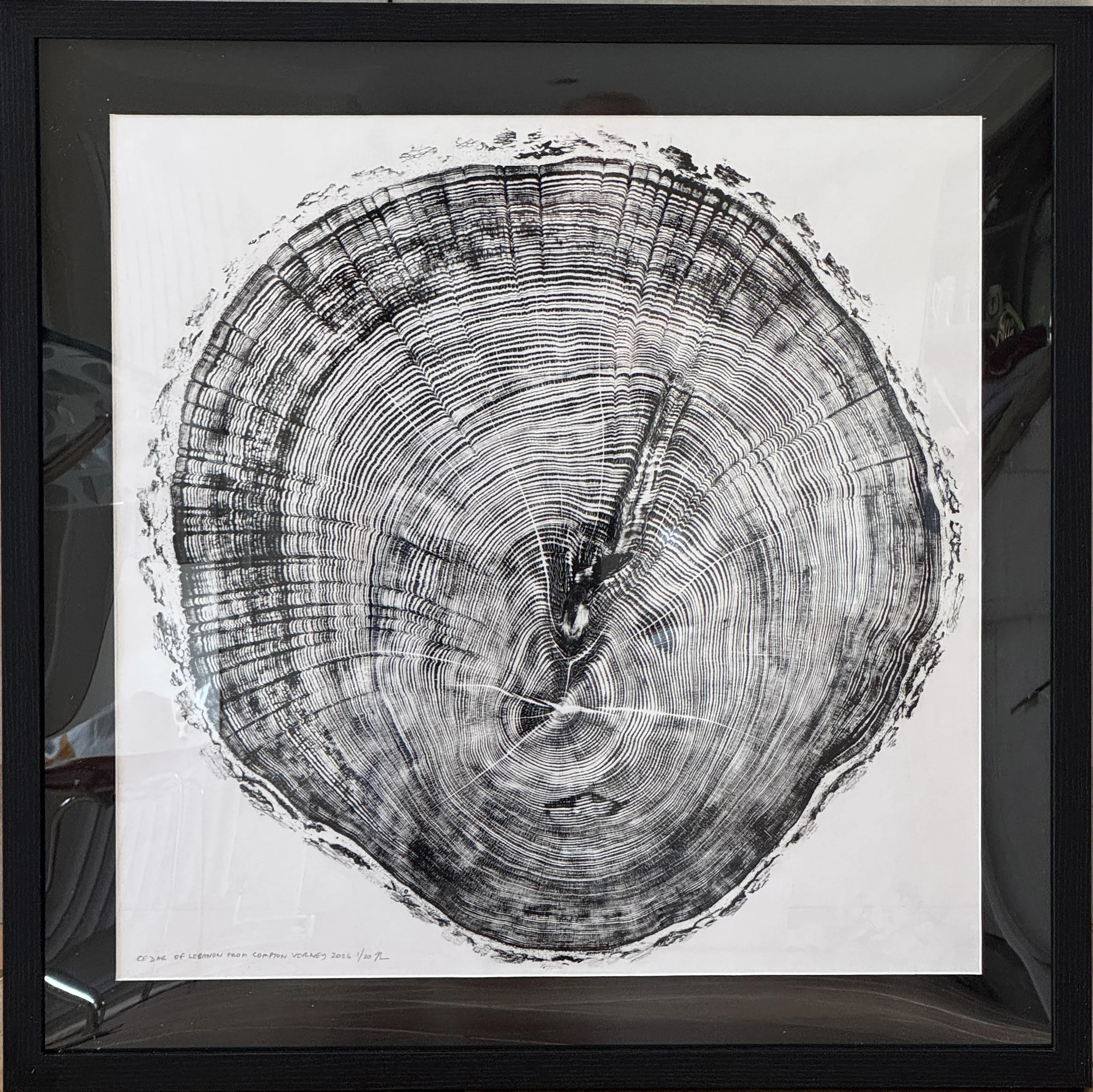 CV Cedar of Lebanon Framed.jpg