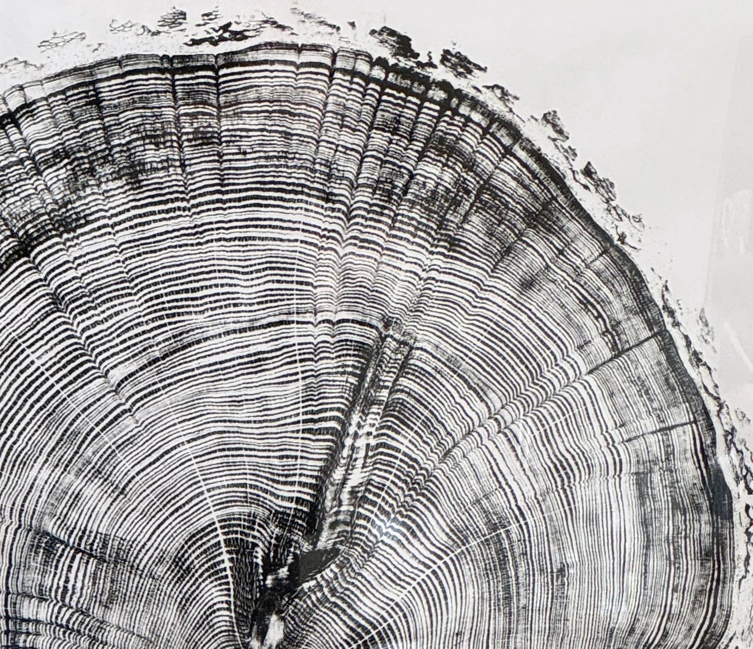 CV Cedar of Lebanon detail.jpg