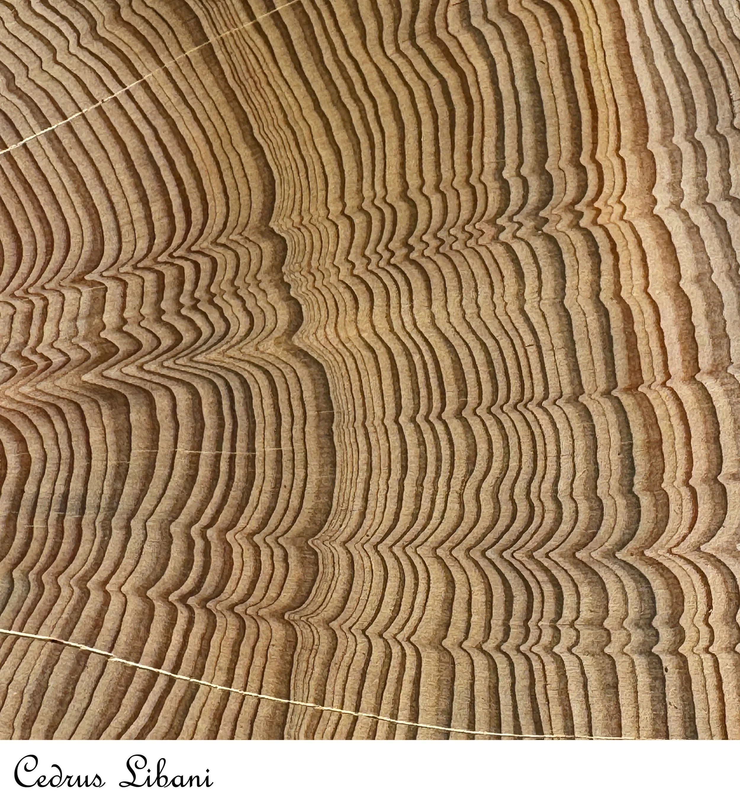 Cedrus Libani detail.jpg