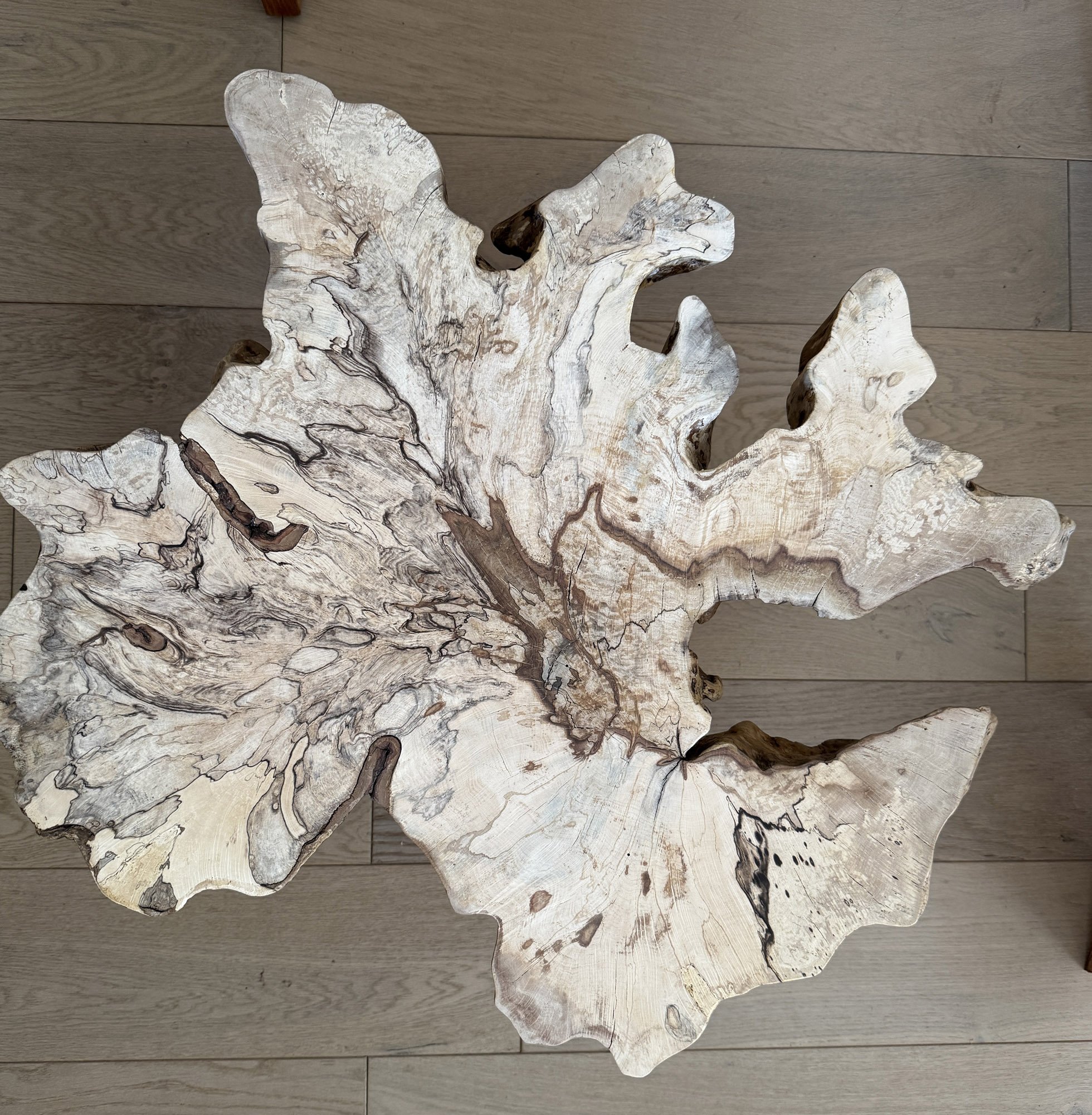 SPALTED HORNBEAM side table - live edge, tree stump, natural sculptural, ancient woodland