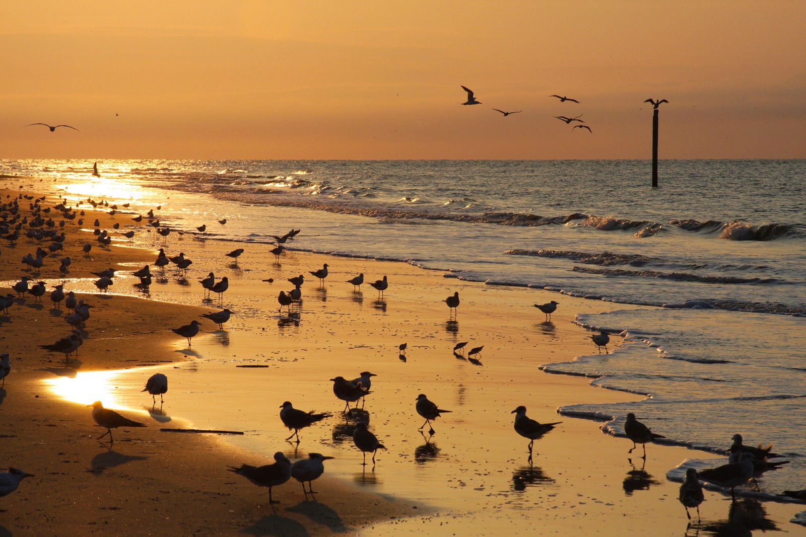 Golden Isles - Sunrise on Jekyll Island.jpg