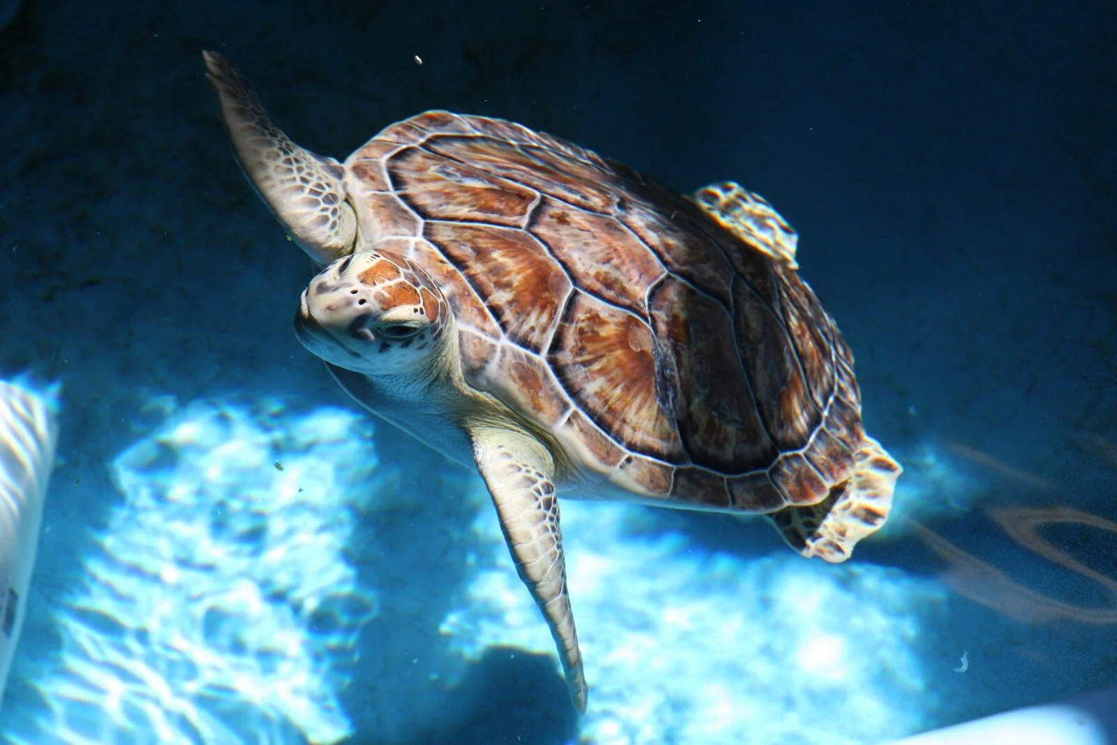 Golden+Isles+-+Sea+Turtle.jpg