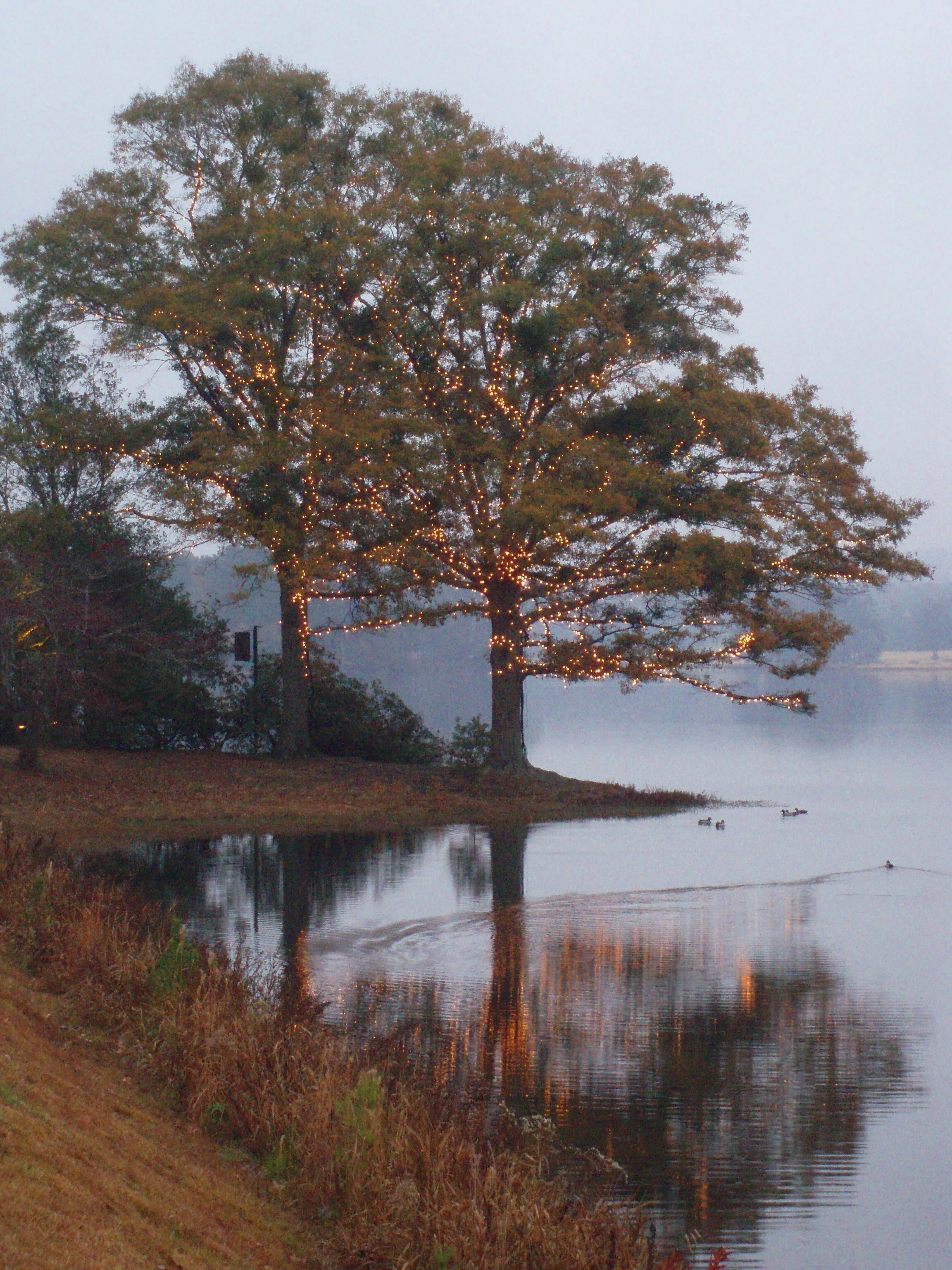 Tree 1.jpg