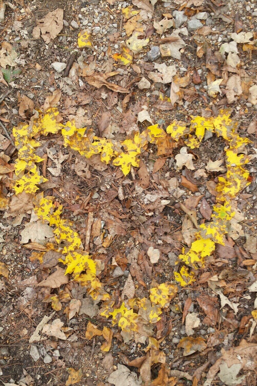 20171102_173026 (2).jpeg