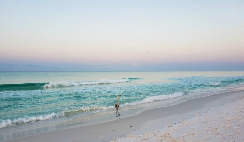 Meditation pix - beach and heron.jpeg