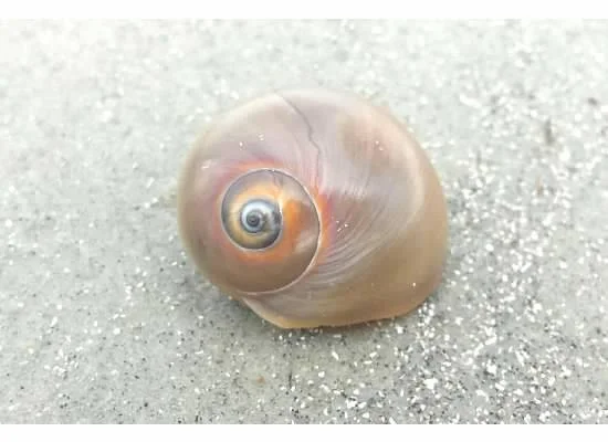 snail shell spiral.jpg