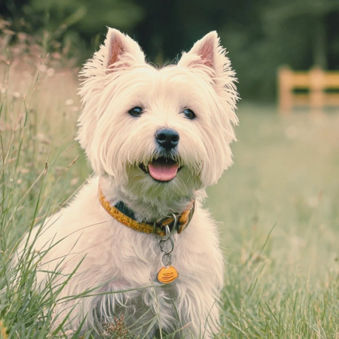 meet Rick, my Dogland muse and the bestest good boy.