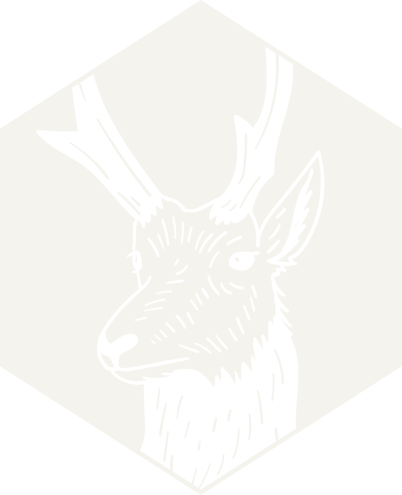 Pronghorn
