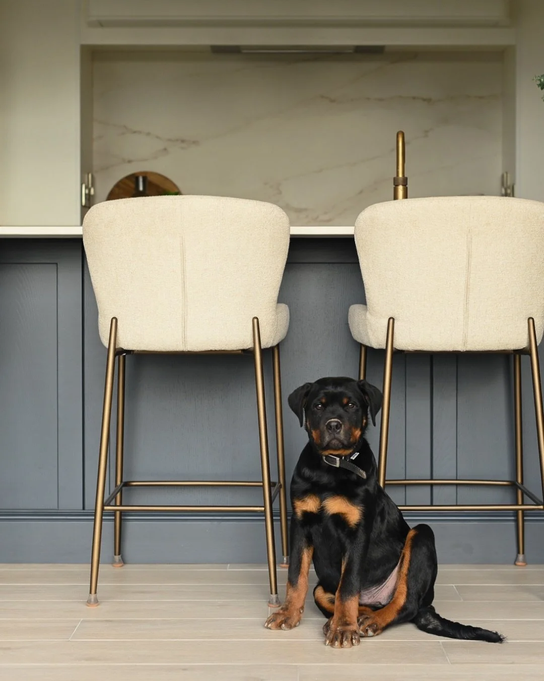 This puppy wanted to be the star of the shoot 📷
 
&hellip;but who doesn&rsquo;t love a dog at a photoshoot 🫶🏼

Another stunning kitchen shot for @dunvara_design ✨