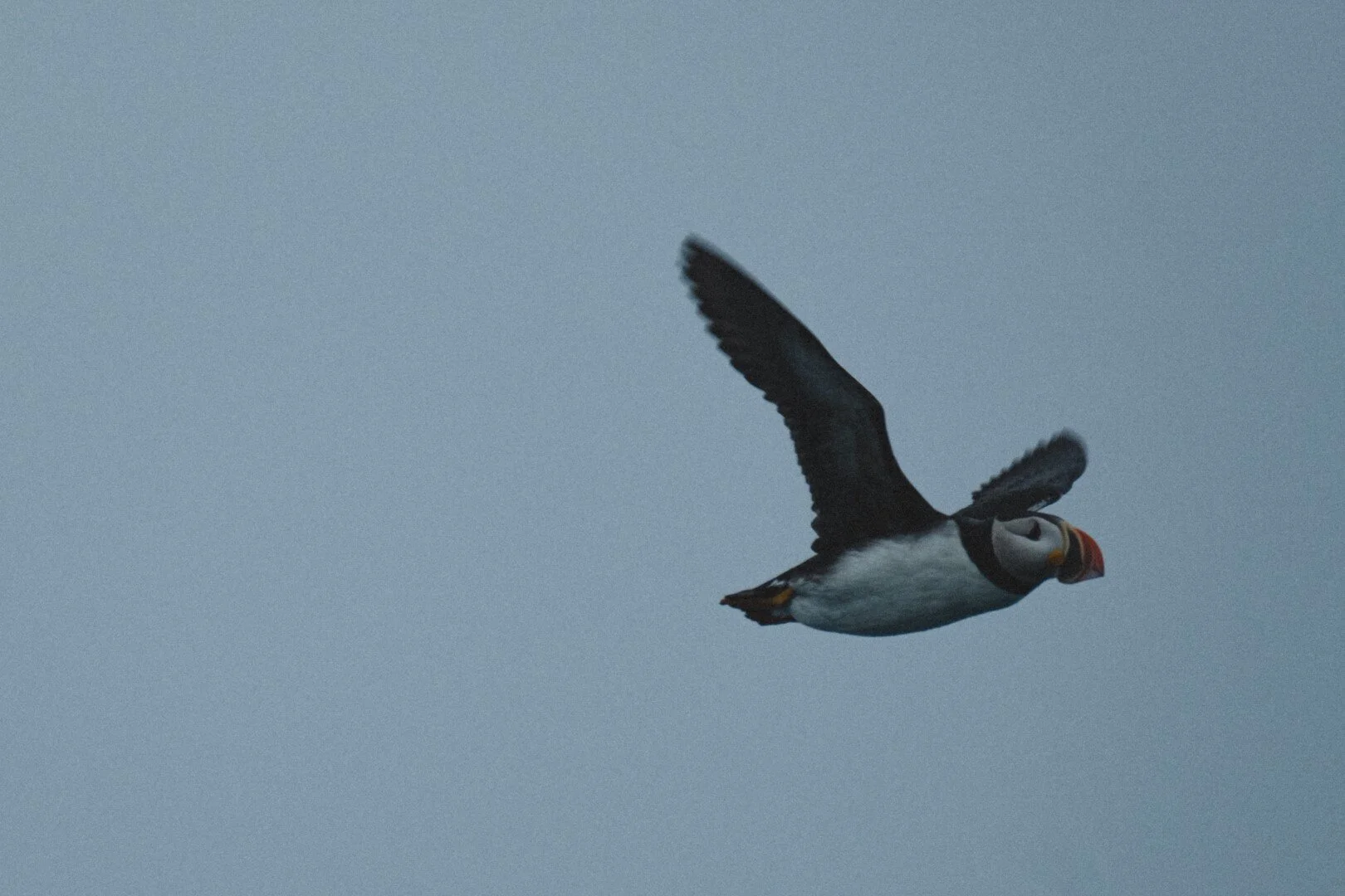Puffins