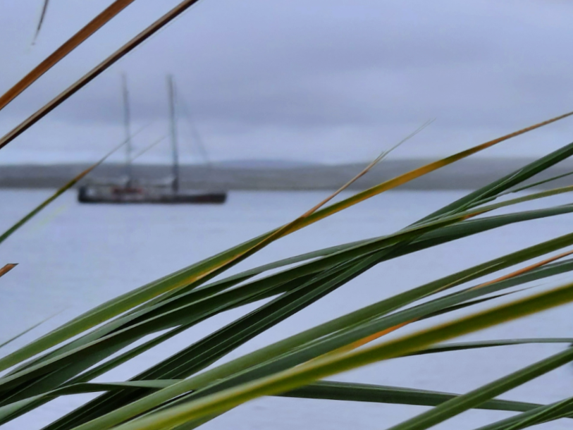 Supporting island restoration in The Falklands (II)