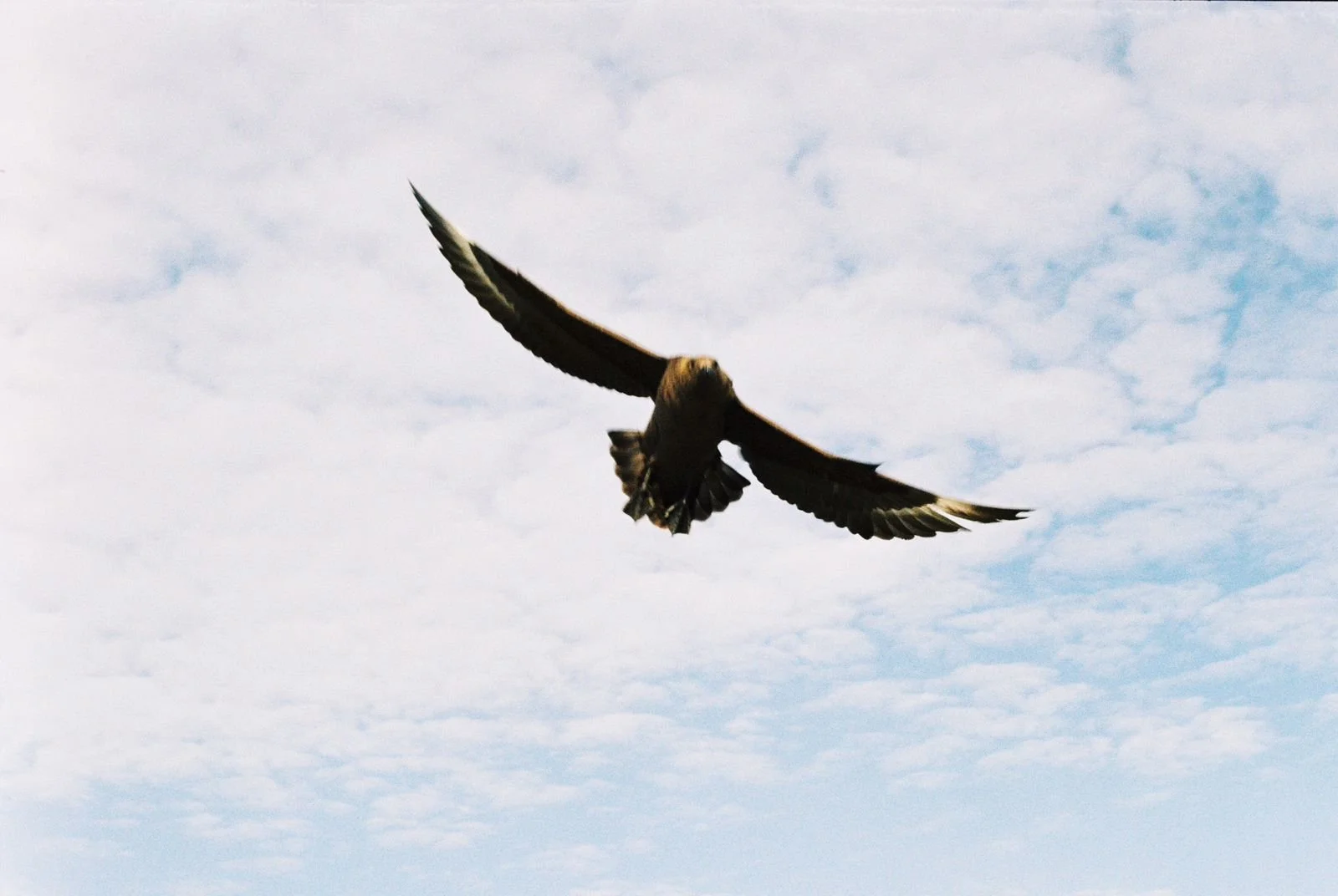 04B Skua (Luca).jpeg