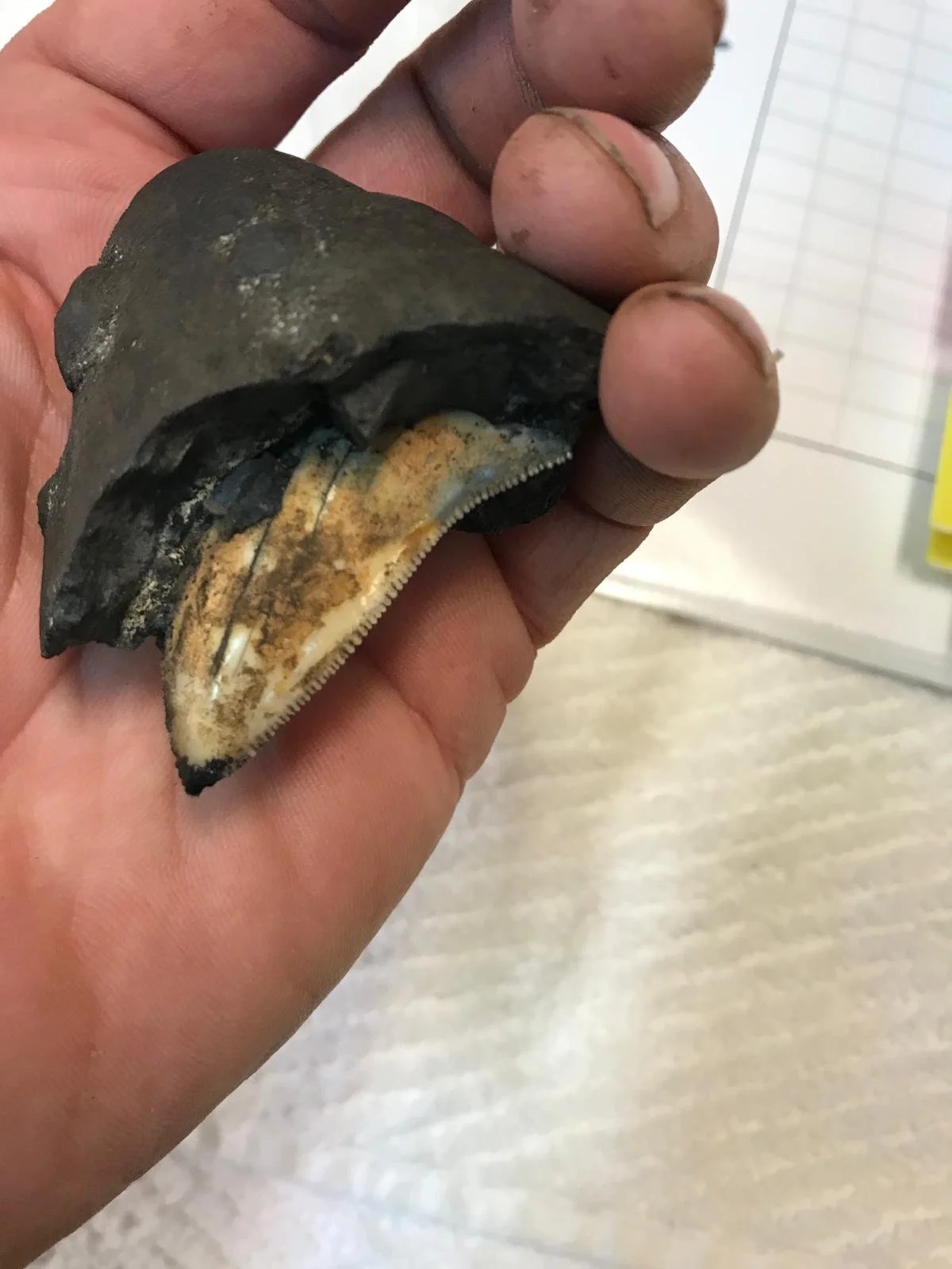 20B Megalodon Tooth (Tony).jpeg