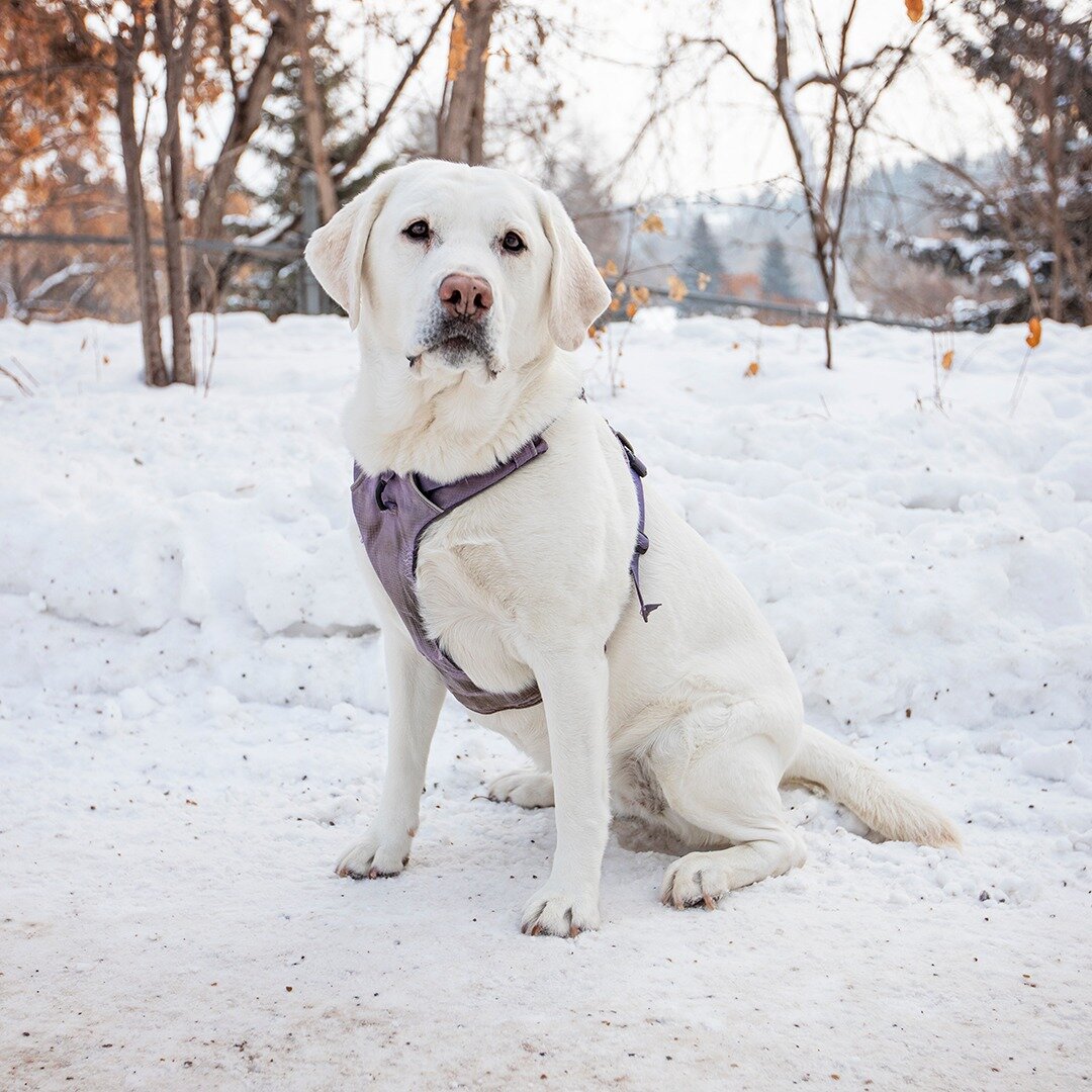 Pippa - Yellow Labrador Retriever - 6 years old - &quot;She's always hungry. She thinks she's staving, even though she's really not.&quot;
.
.
.
.
.
.
.
.
.
#EdmontonDogBlog #yeg #Edmonton #yegdogs #dogsofyeg #edmontondogs #yegparks #winterdogs #labs
