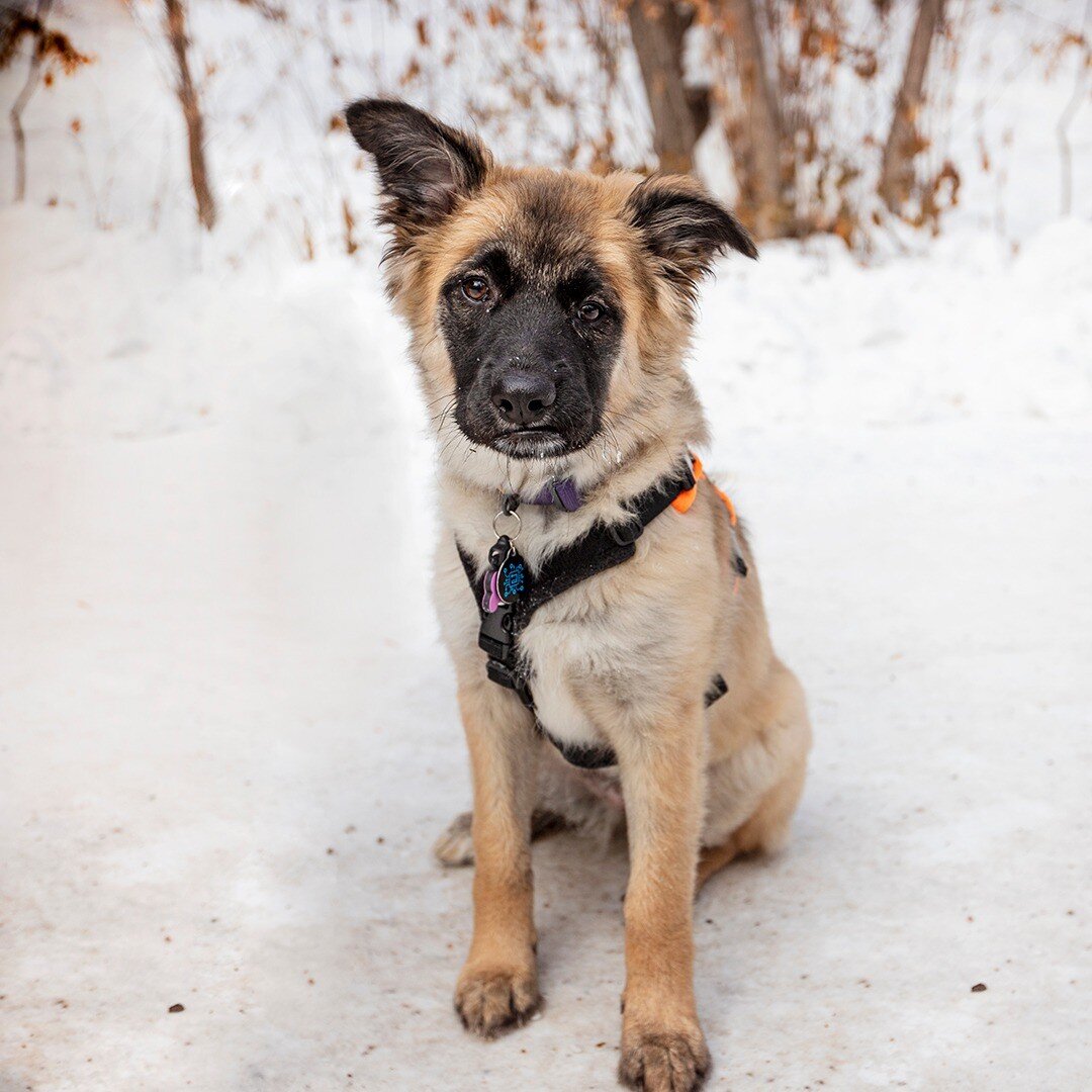 Gigi - Shepherd mix - 5 months old - &quot;I rescued her from Alberta Homeward Hound Rescue. She was found with a bunch of other dogs in a hoarding house. She's been part of the family since just before Christmas, and I couldn't have asked for a bett
