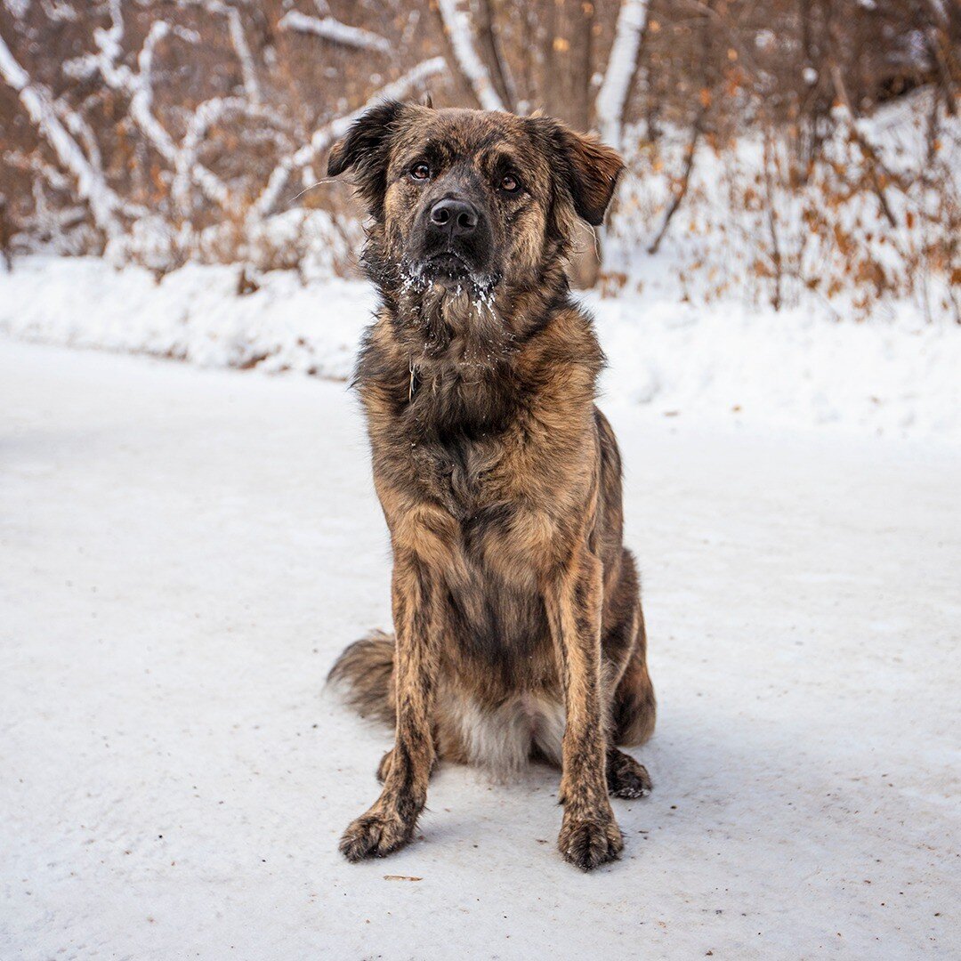 Whistler - Shepherd mix - 2 years old - &quot;She's a pandemic puppy, but she was our first rescue. She was rescued by Alberta Homeward Hounds, and they found her with her litter in a cardboard box on the side of the road in Wetaskiwin. She's a littl
